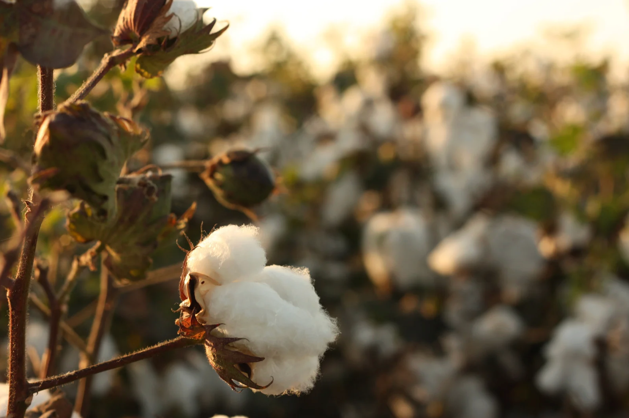 Timeless by Nature: Organic Cotton